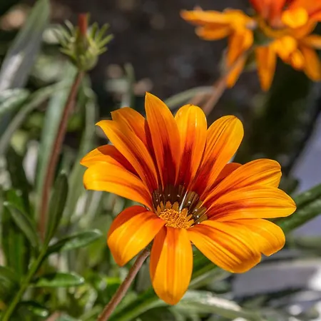 Michael Kritika (Corfu)