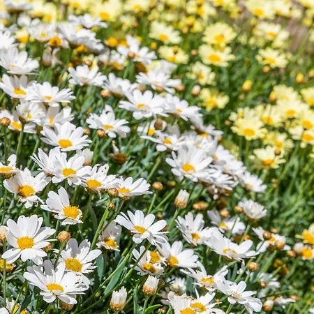 Michael * Kritika (Corfu)