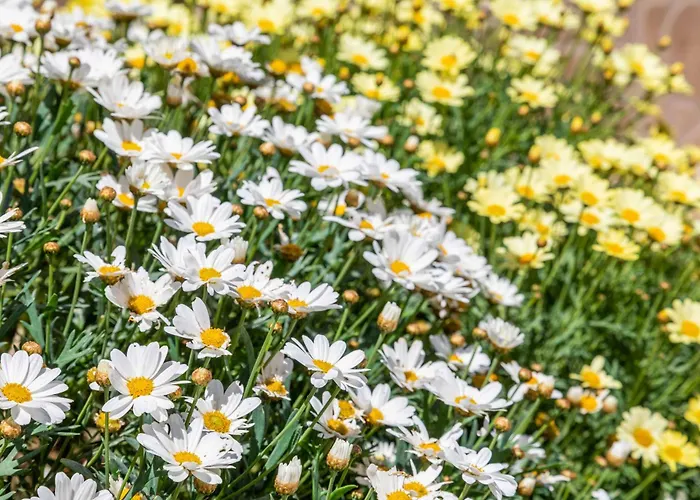 Michael * Kritika (Corfu)